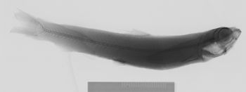 Media type: image;   Ichthyology 159263 Aspect: xray